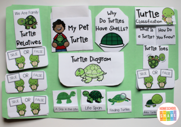 Turtle Lapbook - Homeschool Share