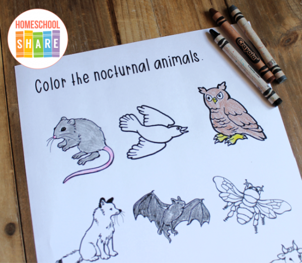 Owl Printables - Homeschool Share