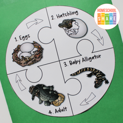 Free Crocodilian Lapbook - Homeschool Share