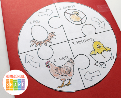 Free Chickens Lapbook - Homeschool Share