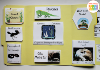 Desert Animals Lapbook - Homeschool Share