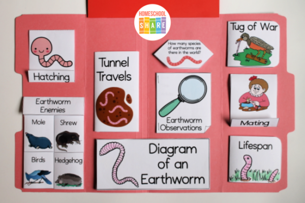 Animal Lapbooks - Homeschool Share