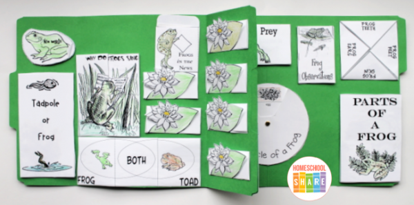 Frogs Lapbook - Homeschool Share