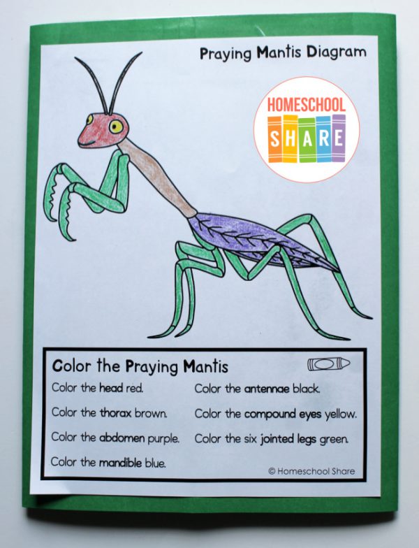 Praying Mantis Lapbook - Homeschool Share