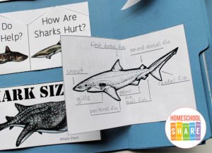 Sharks Lapbook - Homeschool Share