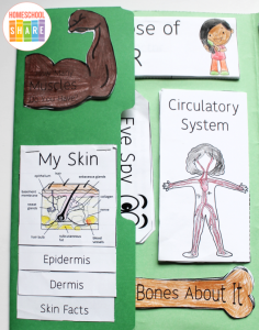 Human Body Lapbook - Homeschool Share