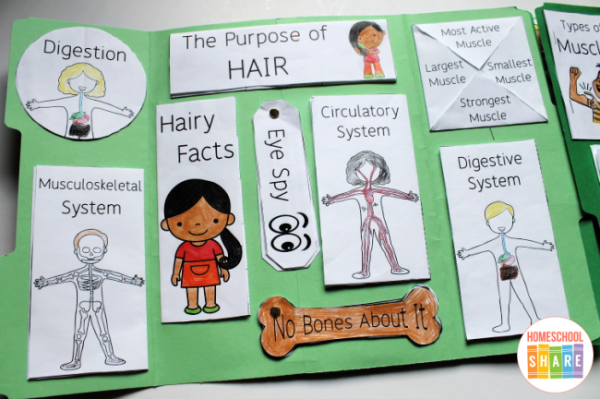 Human Body Lapbook - Homeschool Share