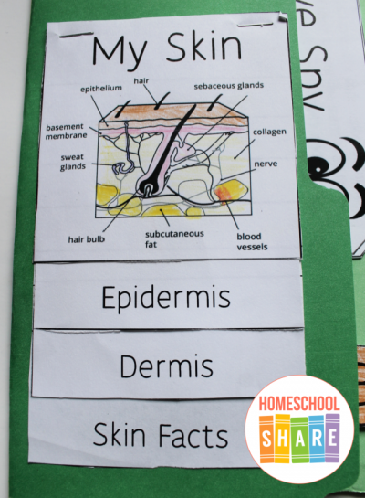 Human Body Lapbook - Homeschool Share