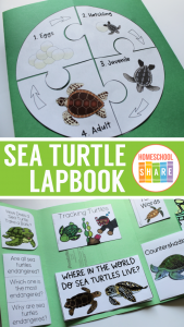 Free Sea Turtle Lapbook - Homeschool Share