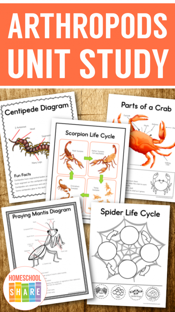 Arthropods Unit Study - Homeschool Share