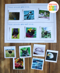 Free Bird Printables for Preschool and Kindergarten - Homeschool Share