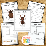 Free Insects Worksheets - Homeschool Share