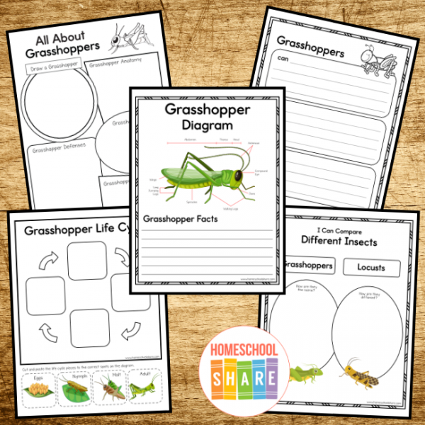 Free Insects Worksheets - Homeschool Share