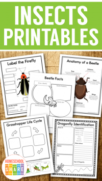 Free Insects Worksheets - Homeschool Share