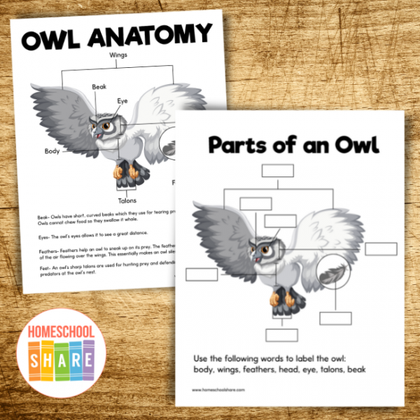 Free Owl Printables - Homeschool Share