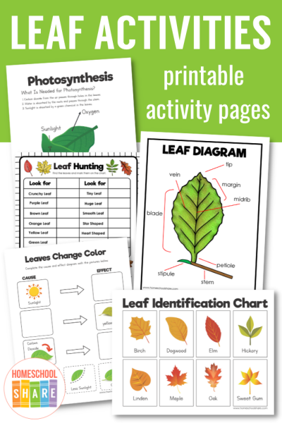 Printable Leaf Worksheets and Activities - Homeschool Share