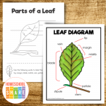 Printable Leaf Worksheets and Activities - Homeschool Share