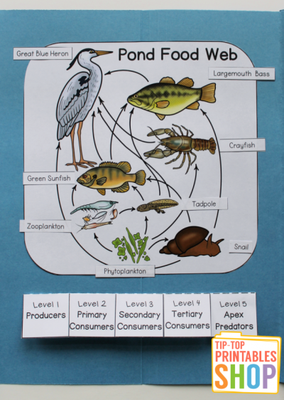 Pond Lapbook - Homeschool Share