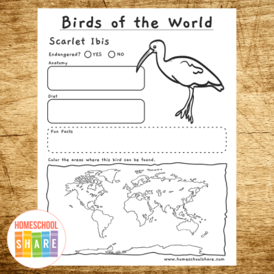 bird research project template